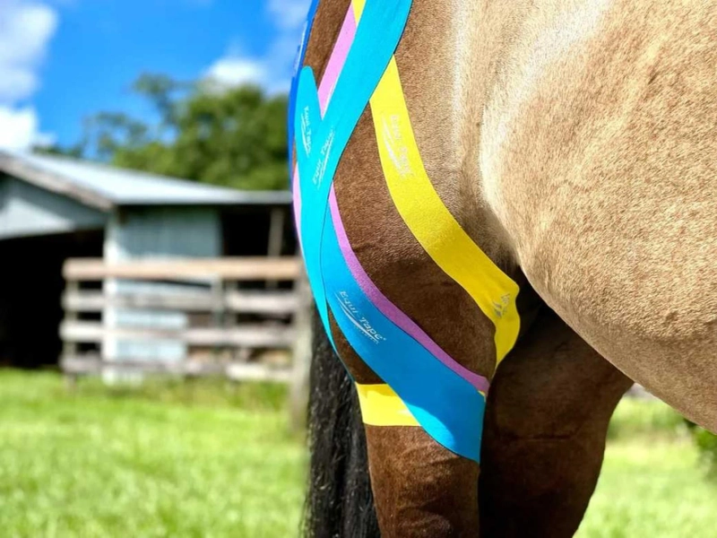 Understanding and Managing Horse Stifle Injuries: Causes, Symptoms, Treatment, and Prevention