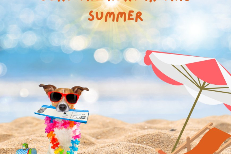 Paw Care Tips To Beat The Heat In This Summer