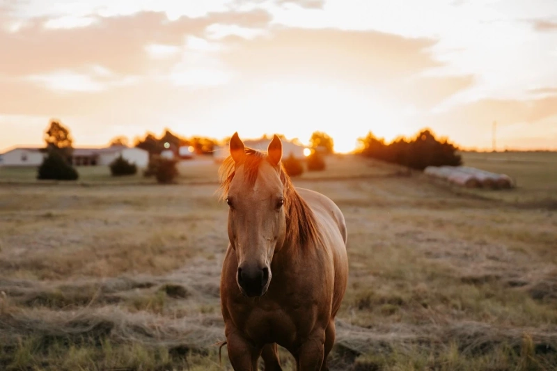 5 Steps to Help Horses Stay Happy and Healthy Through the Winter