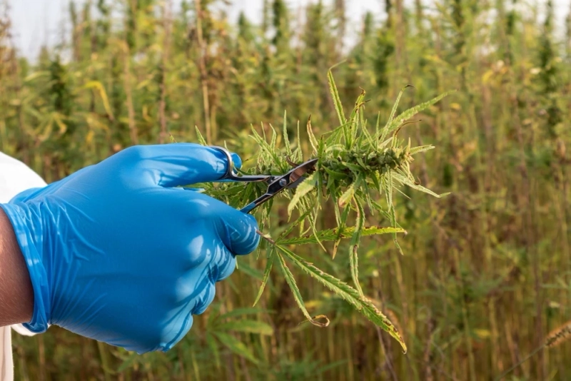 Why Hiring Weeding Services in Sydney Is Beneficial