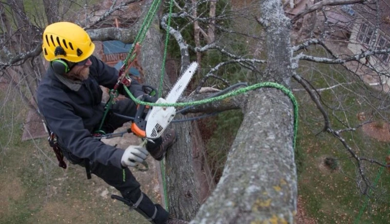 The Complete Guide to Stump Grinding: What You Need to Know