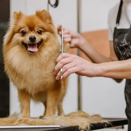 Poodle Grooming Essentials in FishHawk