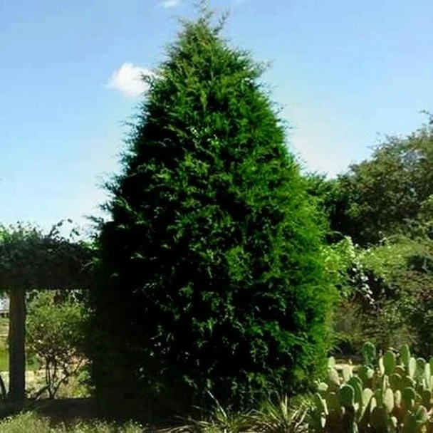 The type of cedar trees for sale for your backyard