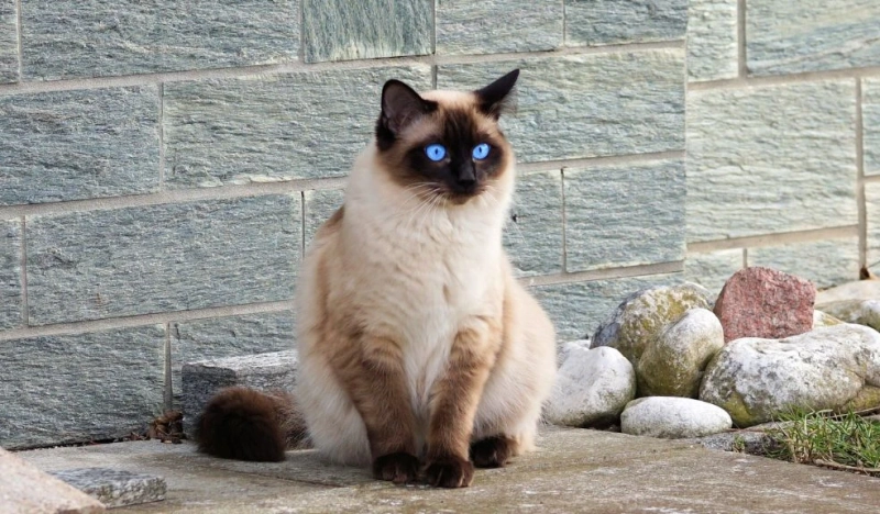 Siamese Cats: Your Sassy Feline Guide