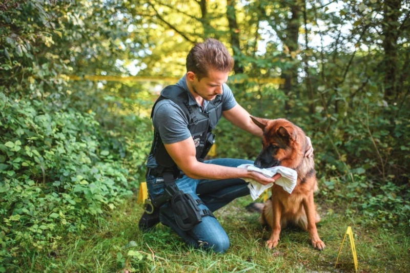 Can Dogs Smell Mushrooms: Unravelling the Canine Sense of Detection