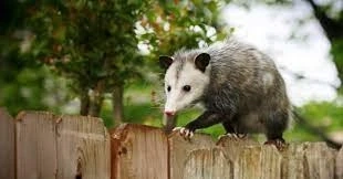 Dealing with Possums? Discover the Best DIY Removal Techniques