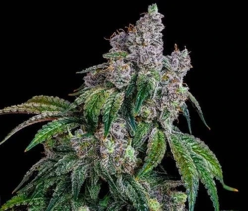 A Complete Guide to How You Can Home-Grown Marijuana Seeds