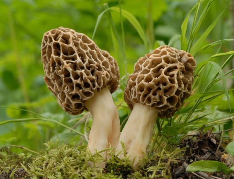 The Effects of Mushrooms on the Environment: Sustainability and Beyond