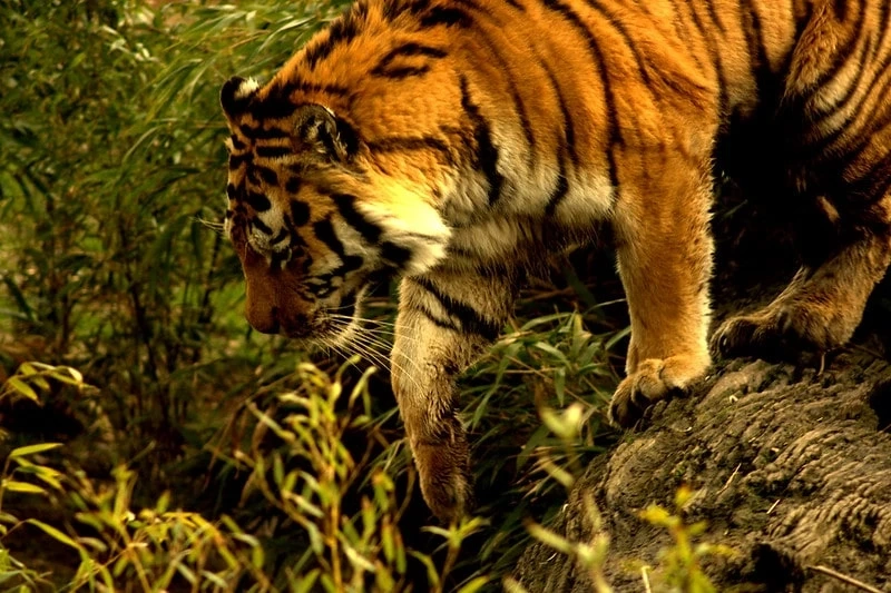 Need More Water Bodies in the Territories of Asiatic Lions in Gir