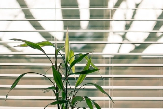 Shutters and Blinds: Good for Pandemic Protection?