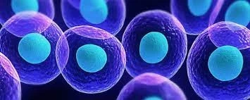 Can Stem Cell Therapy Cure Erectile Dysfunction?