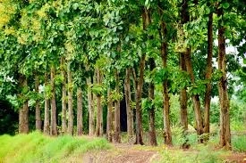 Interesting facts of Indian Trees