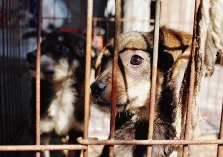 How Do You Acclimate an Abused Dog?