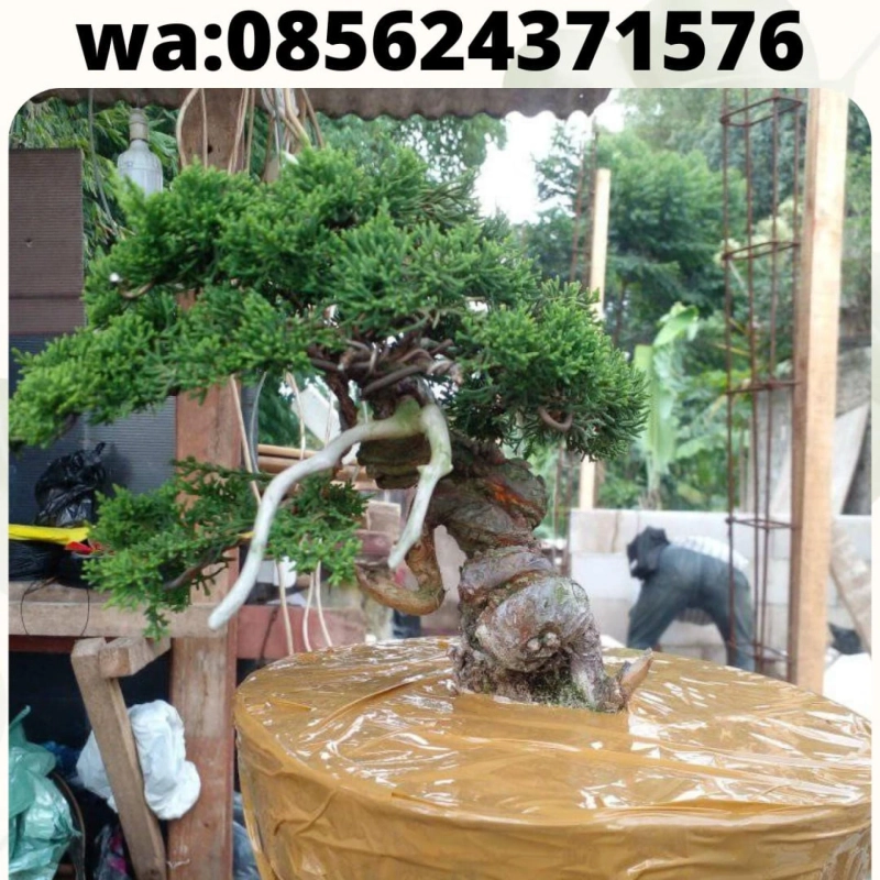 085624371576 , penyedia benih bonsai import terbaik , tempat jual benih bonsai bagus terpercaya di bandung