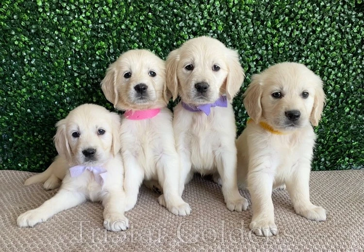 Unleashing the Charm of Golden Retrievers in Nashville