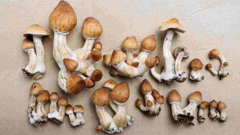 Tips for Properly Storing Psilocybin Mushrooms