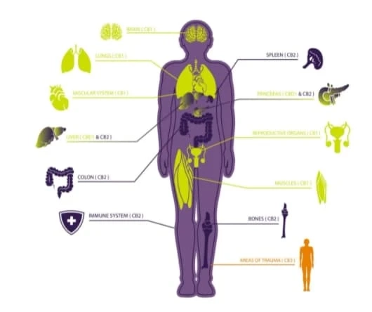 What Is the Endocannabinoid System