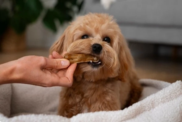 Roggi Calming Chews: Natural Stress Relief with Dog Calming Chews