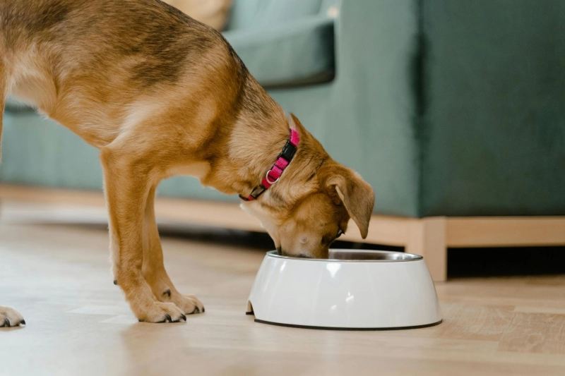 Vet-Recommended Dog Foods: What the Experts Feed Their Own Pets