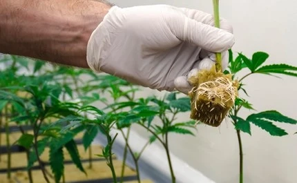 GG4  Clones Los Angeles
