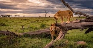 Experience Africa’s Wild Heart Through Tanzania’s Legendary National Parks