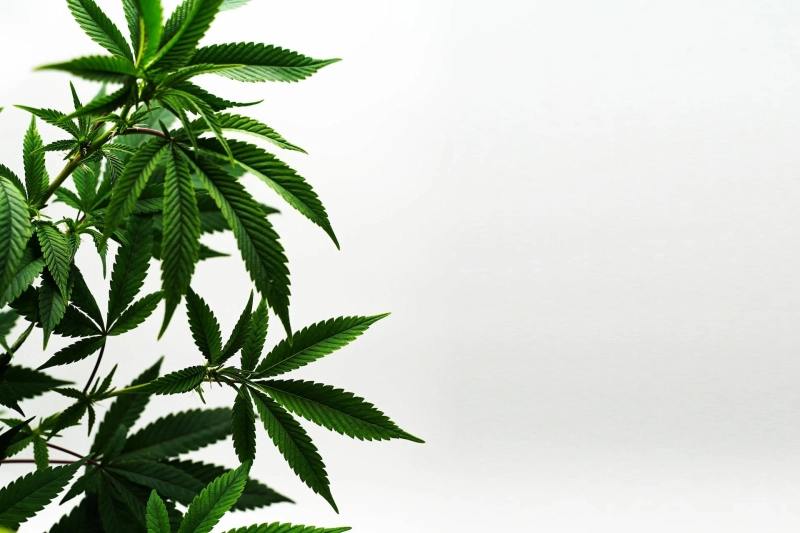 Comparing THC and CBD Gummies