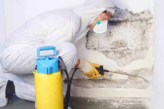 HIRING MOLD REMEDIATION SERVICES LIKE A PRO