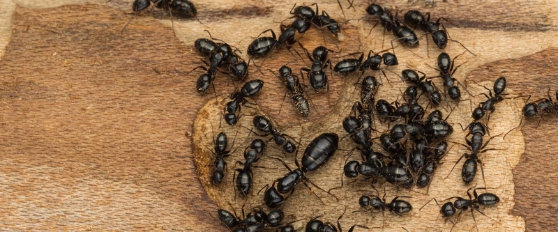 Effective Ants Exterminator Solutions in Wilton Your Complete Guide