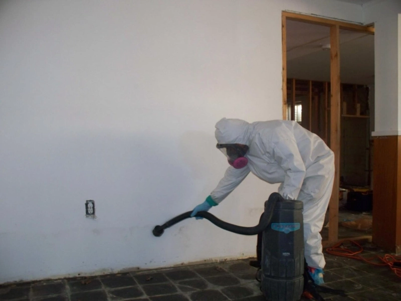 What to Look For in a Mold Contractor