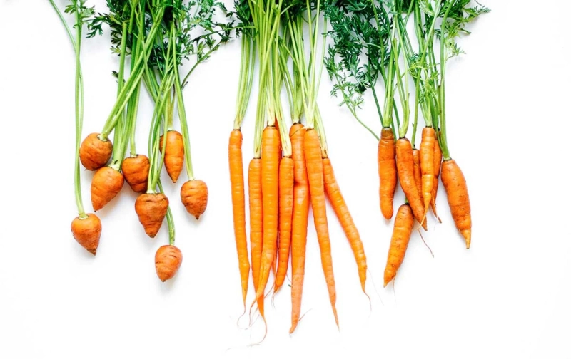 Why You Need Carrots in Your Daily Diet: A Comprehensive Overview