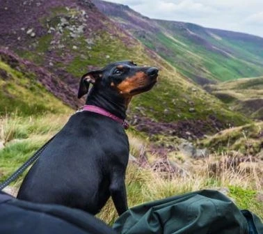Dog Breed Profile: Manchester Terrier