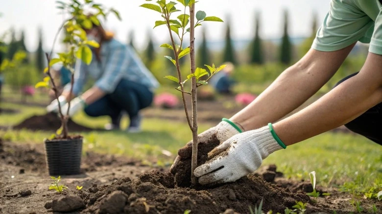 7 Important Considerations for a Successful Tree Planting Project