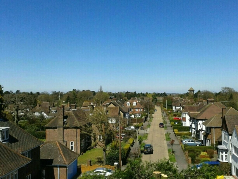 Why Should You Call Bedford Tree Surgeons