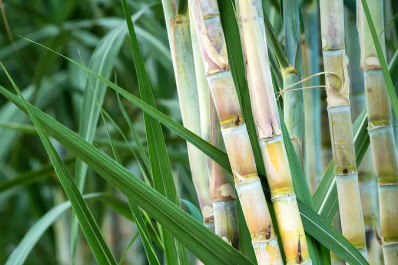 Mastering Sugarcane Farming in India : Essential Tips & Tools