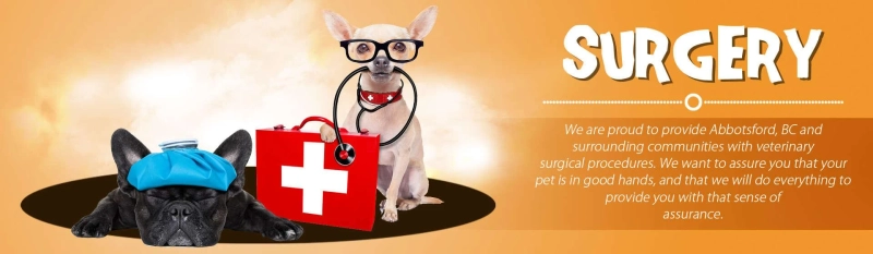 Compassionate Veterinary Medicine for Your Furry Companion