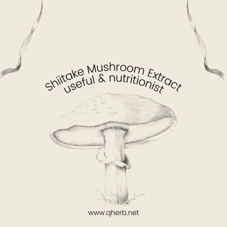Why One Should Consume Shiitake Mushroom Extract?