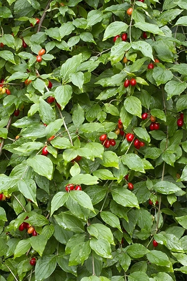 Health Benefits Of Cornelian Cherry
