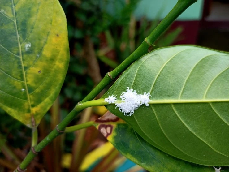 Effective Solutions for Battling Fungus Gnats Killer in Your Home