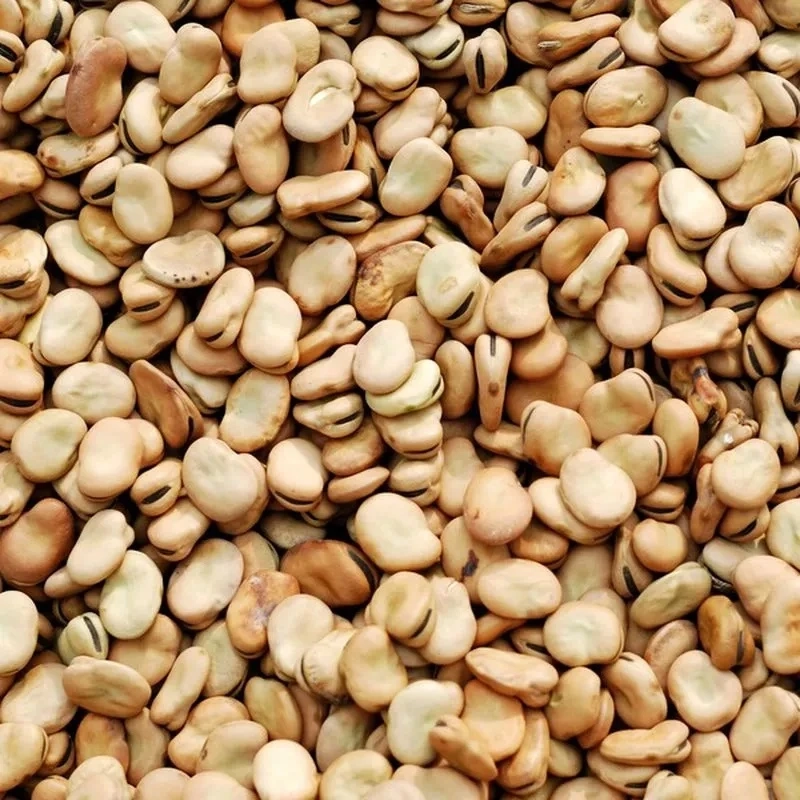 Premium Quality Mexico Origin Chickpeas