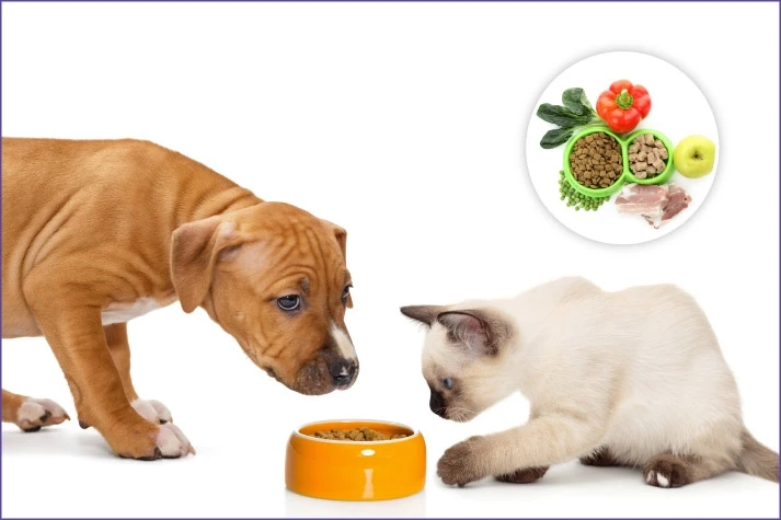 Top Nutrients Every Animal Needs in Their Daily Food 