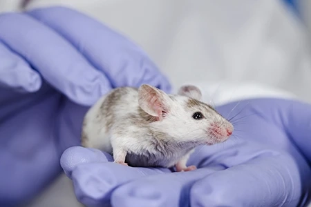 Animal Model Market Size, Share, Industry Demand and Forecast Analysis 2022-2027