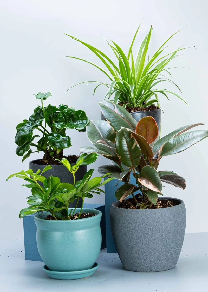 6 Low Maintenance Office Plants | Decor La Rouge | Vancouver - Interior Design Agency