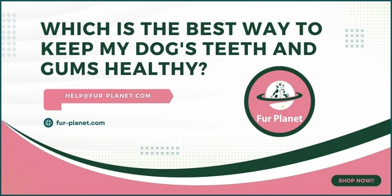 Which Is the Best Way to Keep My Dog's Teeth and Gums Healthy?