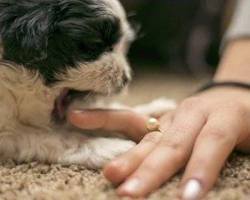 Effective Is Dog name generator Awesome From Many Perspectives