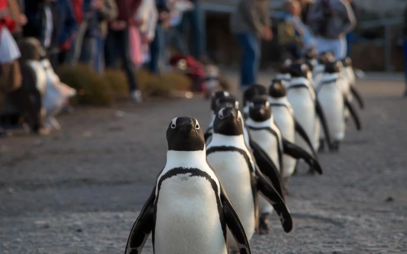 Why Touching a Penguin Can Get You Fined in Australia (And What Visitors Often Get Wrong)