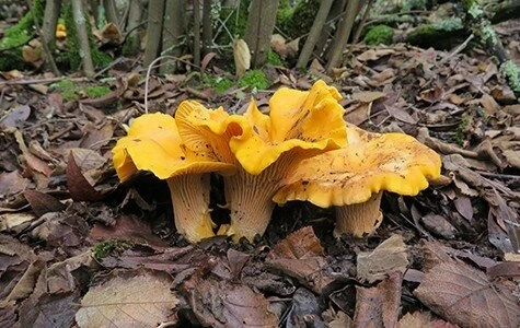 Believing These 8 Myths About Buy Shrooms Online Keeps You From Growing