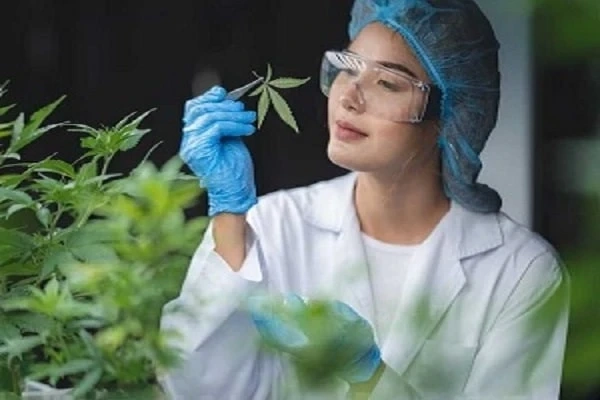 The Endocannabinoid System: Unlocking the Science Behind Medical Cannabis Benefits