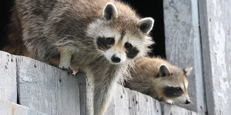 How NYC Homeowners Finally End Recurring Raccoon Problems