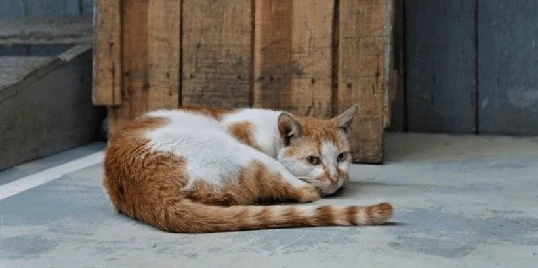 Why Cats Wag Their Tails