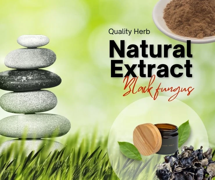 What Are The Potential Benefits Of Black Fungus Extract?